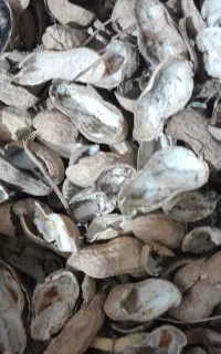 محصول تازه