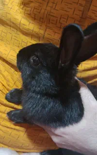خرگوش