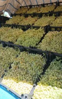 انگور کشمش تاکستان درجه 1