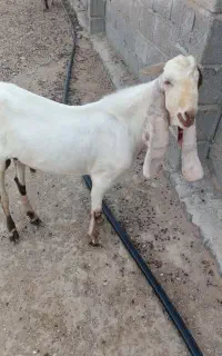 فروش پازن گلابی