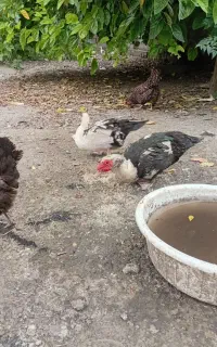 یک جفت اردک روسی اسرائیلی بالغ وجوان نروماده