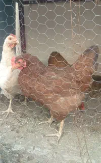 خرگوش مرغ