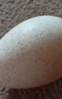 تخم مرغ بوقلمون