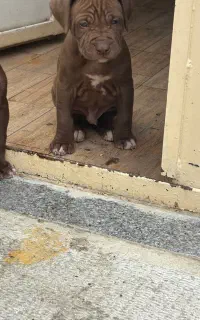 توله پیتبول اصل