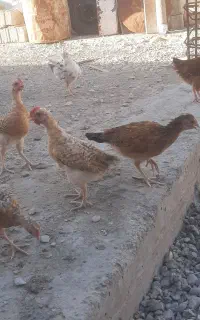 جوجه در لنده