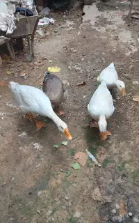 قوغاز
