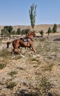 اسب عرب 8ساله