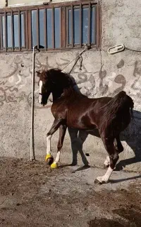 فقط جهت کشش طوطی افسانه ای