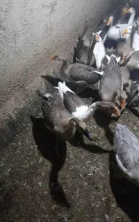 انواع غازوقوغاز