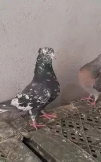 کفتر دم سفید