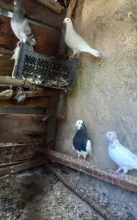 کبوتر.فروشی