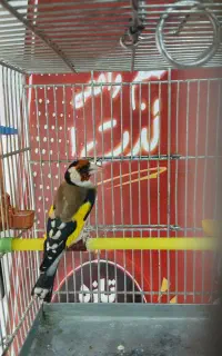 سهره قفسی معاوضه یا فروش
