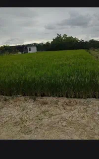 دنبال کار در باغ هستیم میوه چینی...