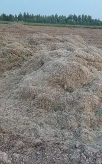 کاه ماش بهترین کاه