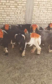 بره و بزغاله