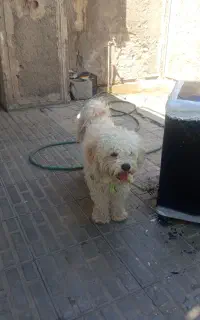 سگ نژاد پودل
