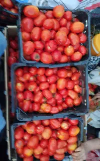 گرجه برای رب