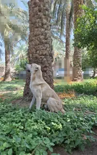 فروش سگ