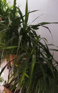 باغبانی و گل کاری