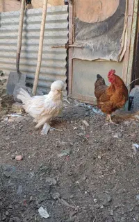 مرغ