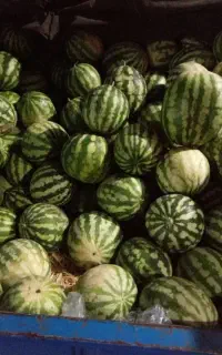 هندوانه شیبلو