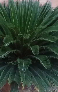 تعداد ۴ بوته سیکاس