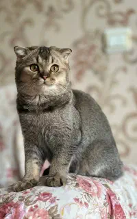 جذب گربه ماده نژاد دار
