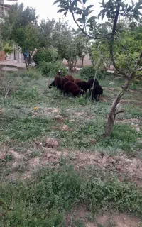 سلام تعدادی بره