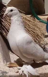 کبوتر سفید