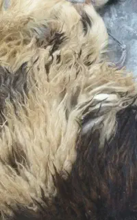 بره  جوان