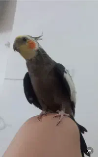 گمشده