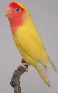 طوطی کوتوله برزیلی