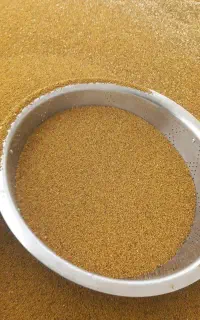 فروش بذر یونجه
