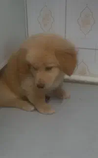 توله ۳ماهه
