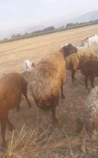 گوسفند چاق