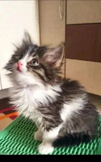 گربه پشمالو مو بلند