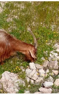 گمشده