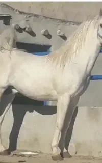 سیلمی ترک خالص