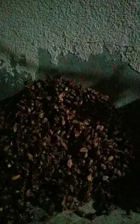 ضایات خرماف
