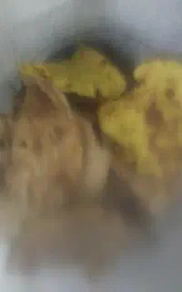 نان خشک