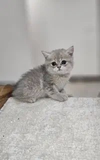 سلام نژاد گربه بریتیش بلو گلد و گلد کد ny12