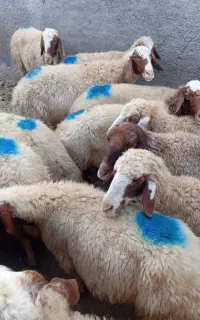 گوسفند داشتی