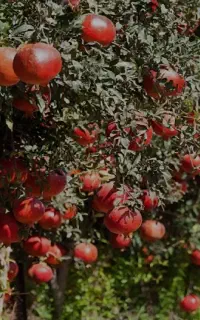 کود مناسب چالکود