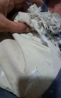 دو عدد بالش پر ۳کیلویی