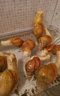 حلزون آپاچینا پرورشی