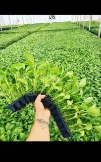 تعداد ده هزار تا نشا هندوانه سانییک،کوار