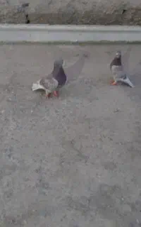 دو جفت بور مگس مسافتی