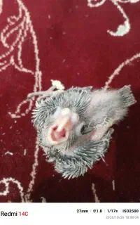 جوجه عروس هلندی
