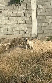 سرایدار باغ