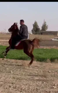 سردار